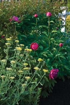 Donaroma's Nursery & Landscape Services